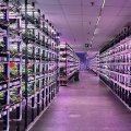 shelves of plants in a room with purple lights